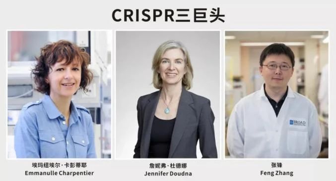 張鋒贏得專利、憾失諾獎，細數(shù)CRISPR基因編輯三巨頭之間的愛恨情仇