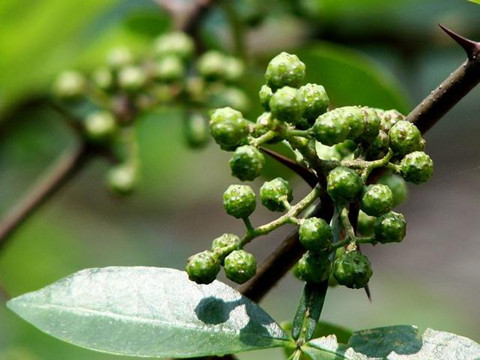 “青花椒”注冊在餐飲服務(wù)上究竟缺顯嗎？