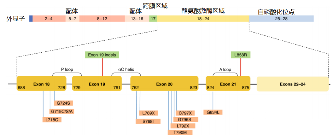 價值140億元的化合物專利規(guī)避，阿斯利康哭了（研發(fā)和IP必讀，專利規(guī)避這一篇就夠了）