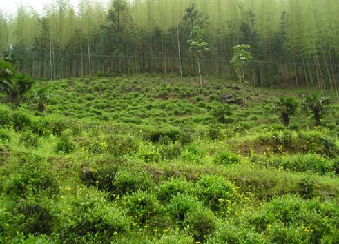 從金駿眉市場亂象 看紅茶行業(yè)知識產(chǎn)權(quán)保護的不足